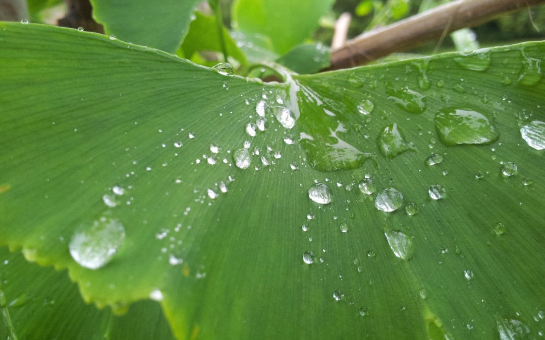 California Water Rebate Programs Western Landscape